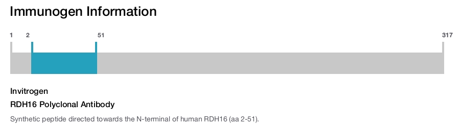 RDH16 Polyclonal Antibody