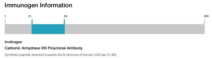 Carbonic Anhydrase VIII Polyclonal Antibody