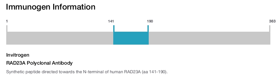 RAD23A Polyclonal Antibody