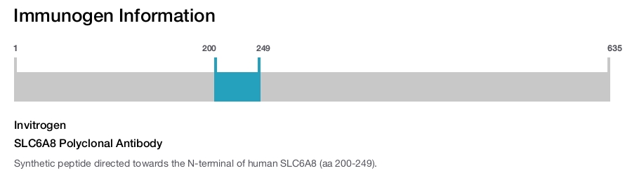 SLC6A8 Polyclonal Antibody