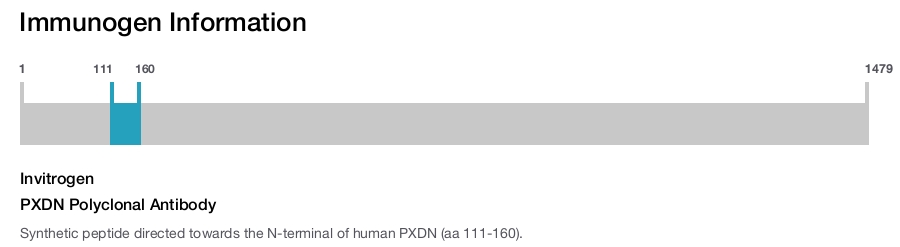 PXDN Polyclonal Antibody
