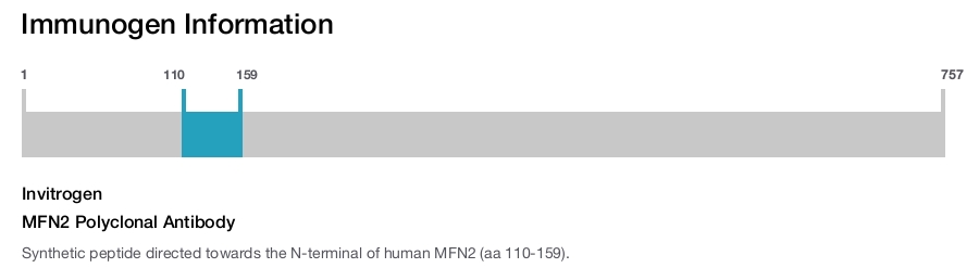 MFN2 Polyclonal Antibody