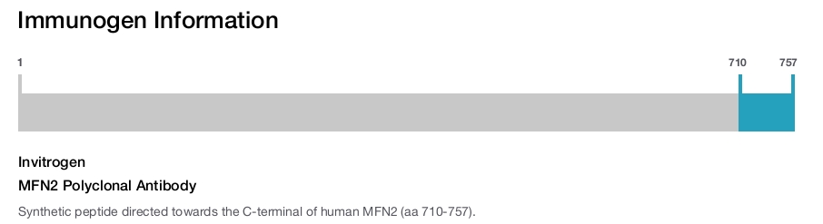 MFN2 Polyclonal Antibody