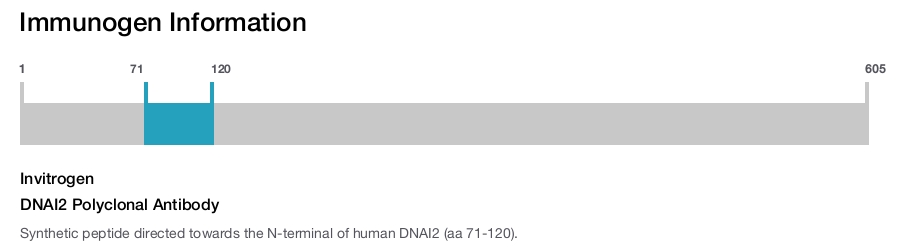 DNAI2 Polyclonal Antibody