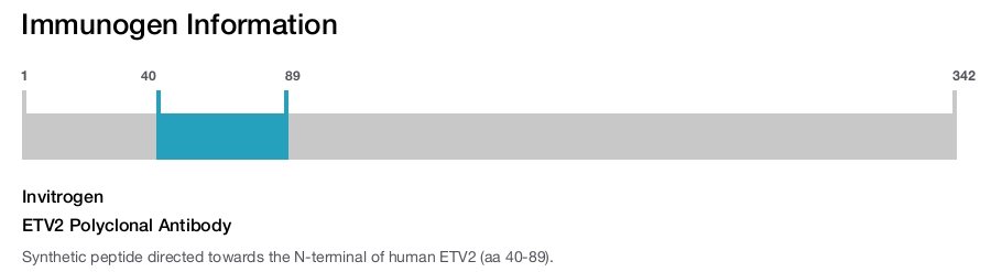 ETV2 Polyclonal Antibody