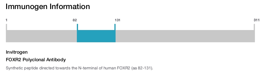 FOXR2 Polyclonal Antibody