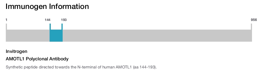 AMOTL1 Polyclonal Antibody
