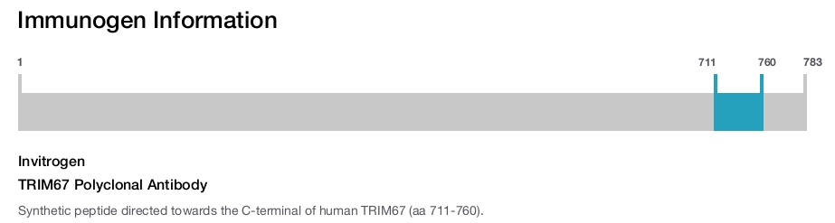 TRIM67 Polyclonal Antibody