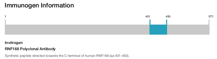 RNF168 Polyclonal Antibody