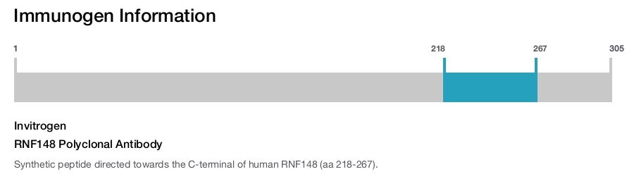 RNF148 Polyclonal Antibody