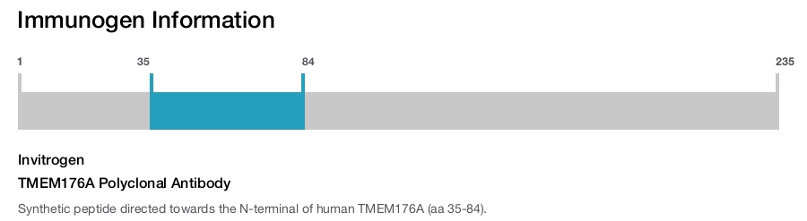 TMEM176A Polyclonal Antibody