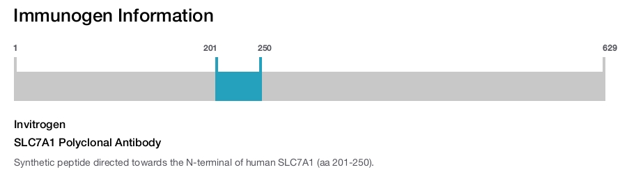 SLC7A1 Polyclonal Antibody
