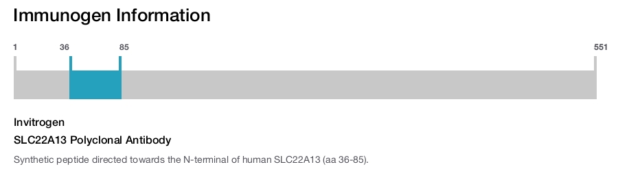 SLC22A13 Polyclonal Antibody