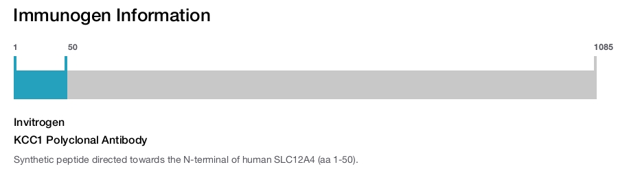 KCC1 Polyclonal Antibody