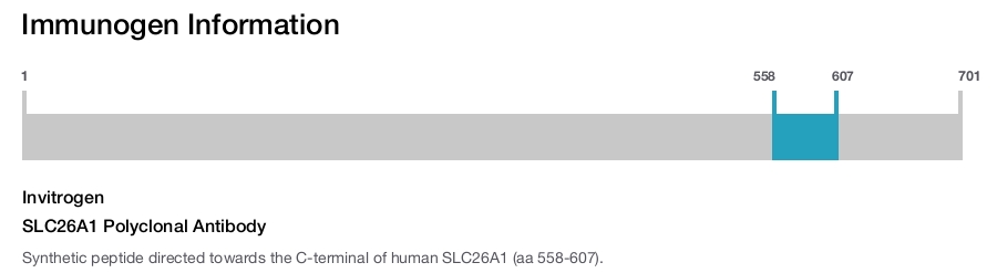 SLC26A1 Polyclonal Antibody