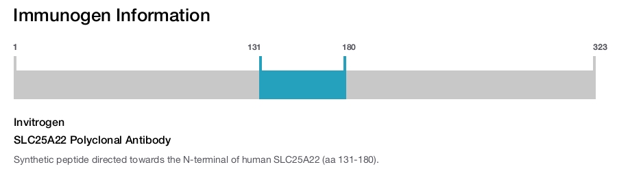 SLC25A22 Polyclonal Antibody