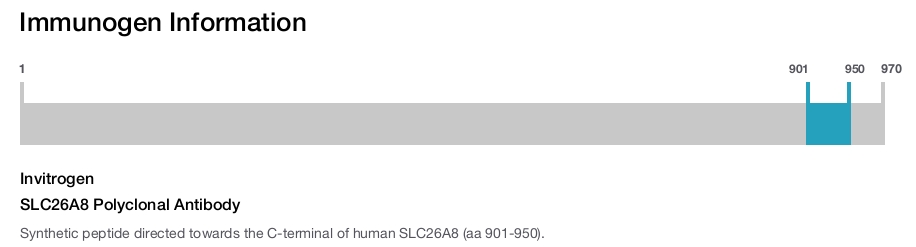 SLC26A8 Polyclonal Antibody