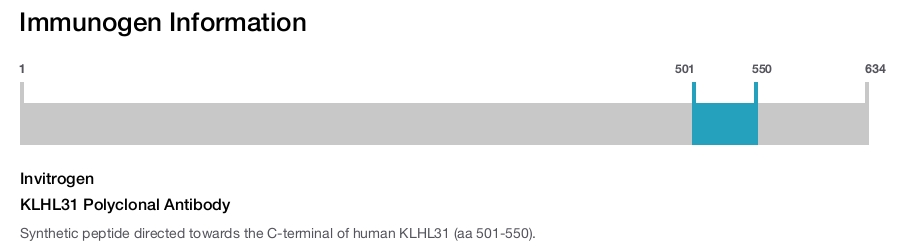 KLHL31 Polyclonal Antibody
