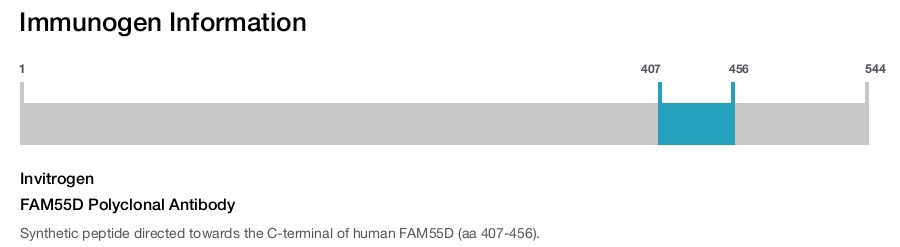 FAM55D Polyclonal Antibody