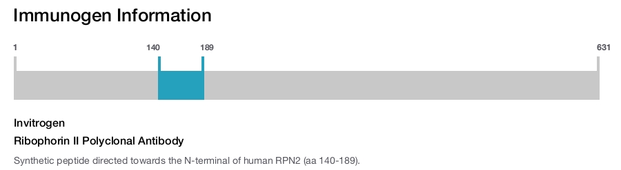 Ribophorin II Polyclonal Antibody