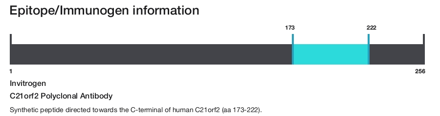 C21orf2 Polyclonal Antibody