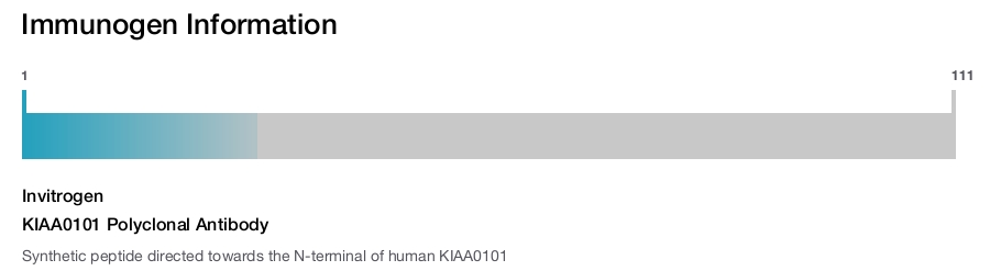KIAA0101 Polyclonal Antibody