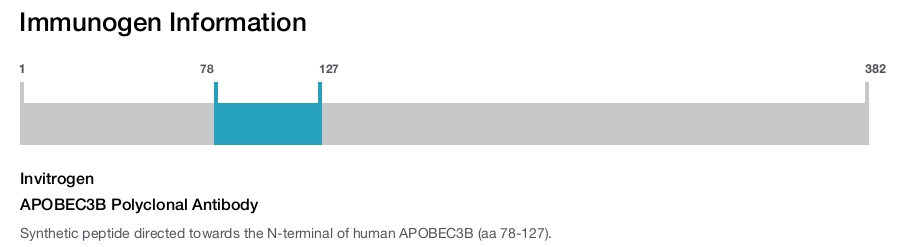 APOBEC3B Polyclonal Antibody