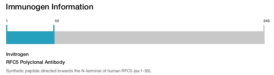 RFC5 Polyclonal Antibody