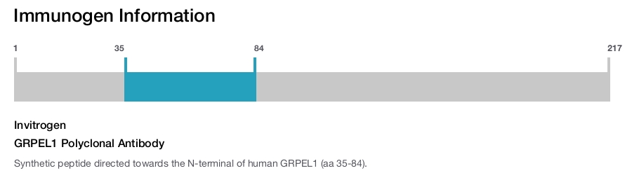 GRPEL1 Polyclonal Antibody