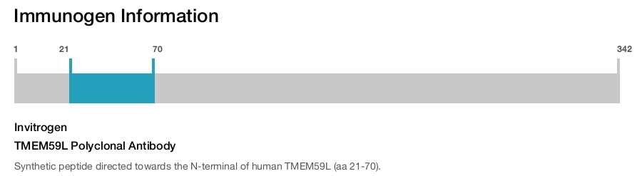 TMEM59L Polyclonal Antibody
