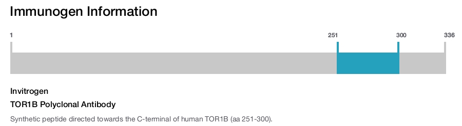 TOR1B Polyclonal Antibody