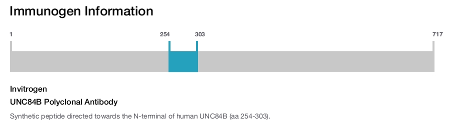 UNC84B Polyclonal Antibody