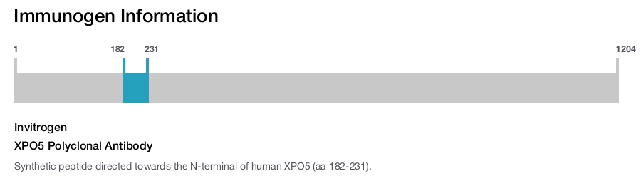 XPO5 Polyclonal Antibody