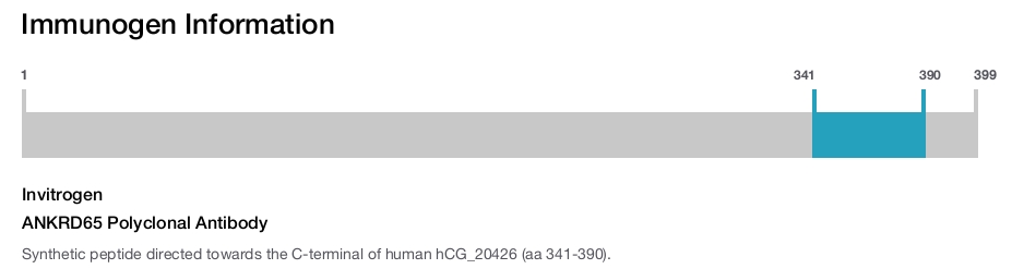 ANKRD65 Polyclonal Antibody
