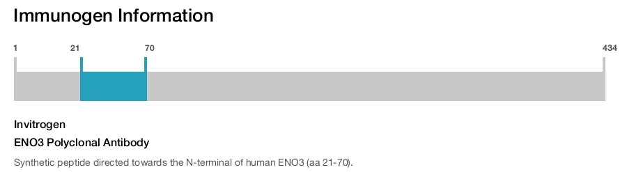 ENO3 Polyclonal Antibody