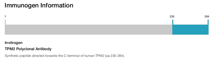 TPM2 Polyclonal Antibody