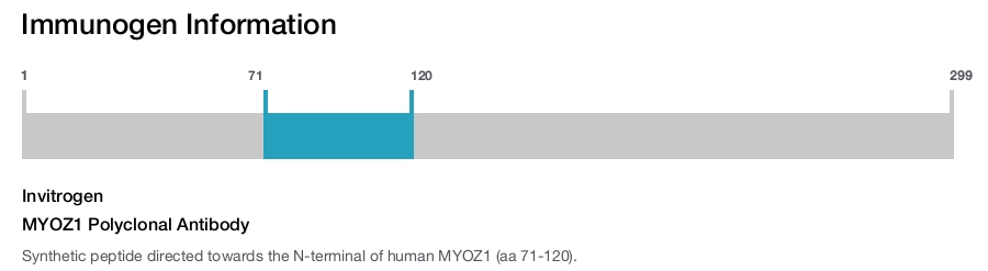 MYOZ1 Polyclonal Antibody