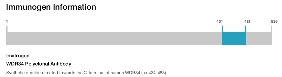 WDR34 Polyclonal Antibody