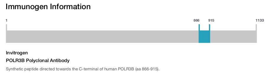 POLR3B Polyclonal Antibody