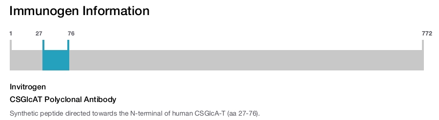 CSGlcAT Polyclonal Antibody