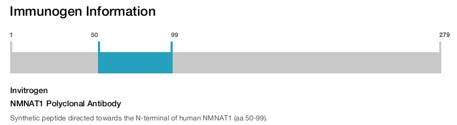 NMNAT1 Polyclonal Antibody