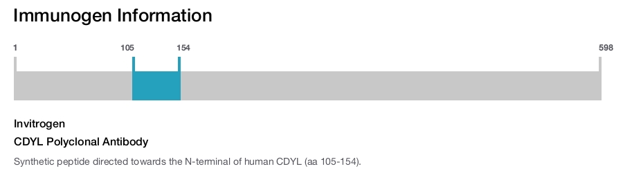 CDYL Polyclonal Antibody
