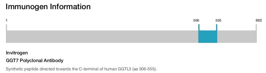 GGT7 Polyclonal Antibody