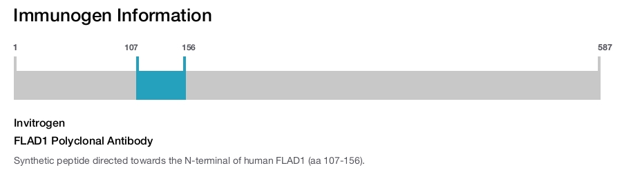 FLAD1 Polyclonal Antibody