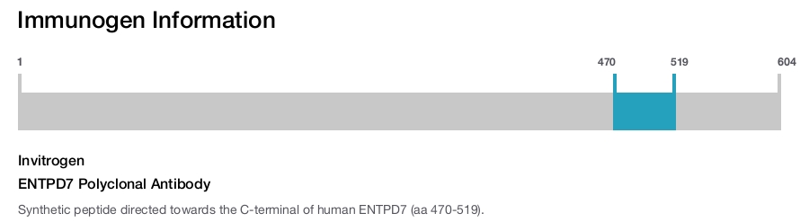 ENTPD7 Polyclonal Antibody