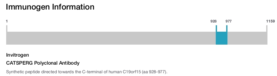 CATSPERG Polyclonal Antibody
