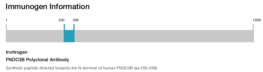 FNDC3B Polyclonal Antibody