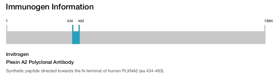 Plexin A2 Polyclonal Antibody