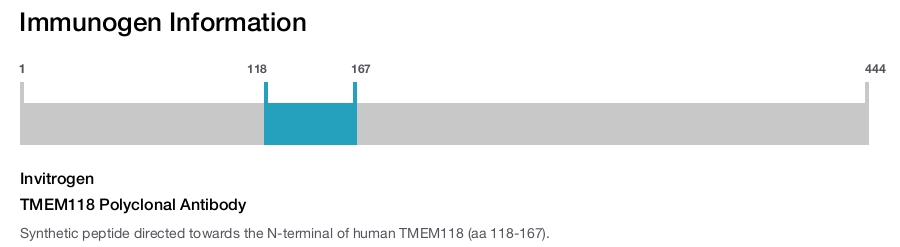 TMEM118 Polyclonal Antibody