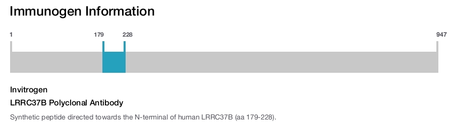 LRRC37B Polyclonal Antibody